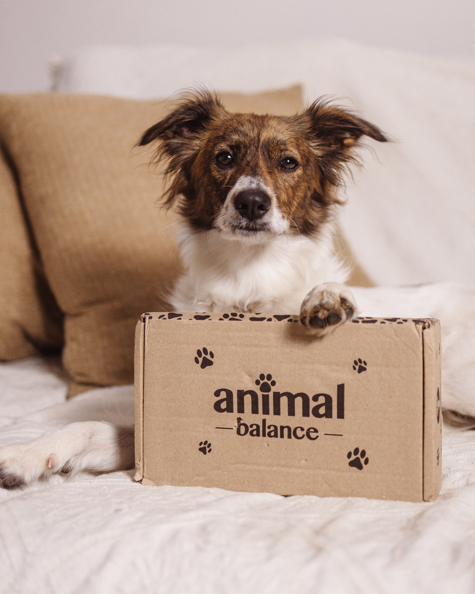 Balm Reestruturante Pet - Cúrcuma e Barbatimão - Concentrado - 100ml