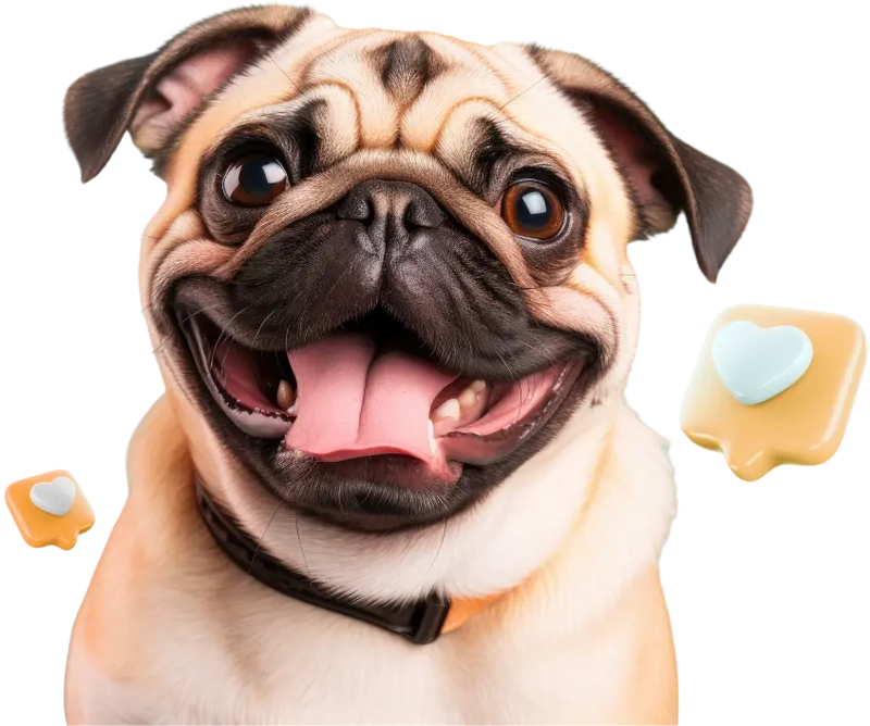 Já são mais de 200 mil pets transformados