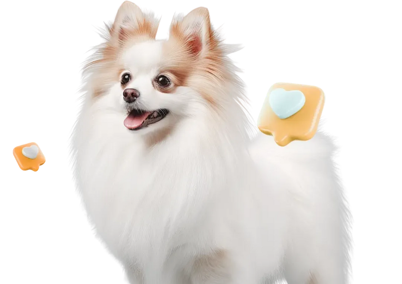 Já são mais de 200 mil pets transformados