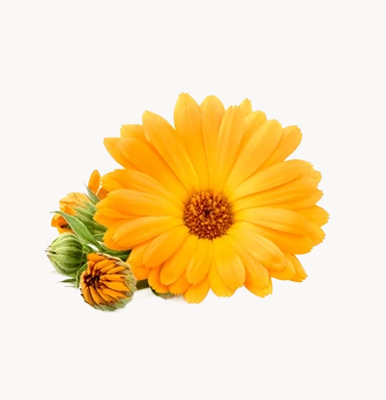 Calendula