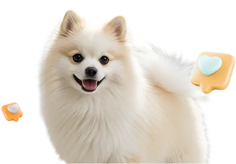 Já são mais de 200 mil pets transformados