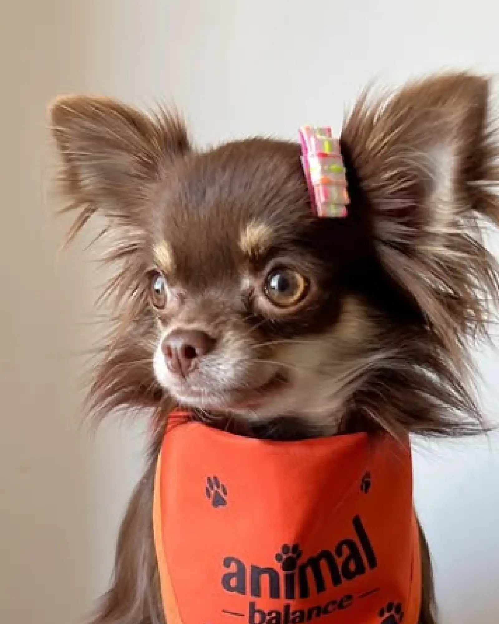 1,2 Litros - Shampoo Cúrcuma - Animal Balance