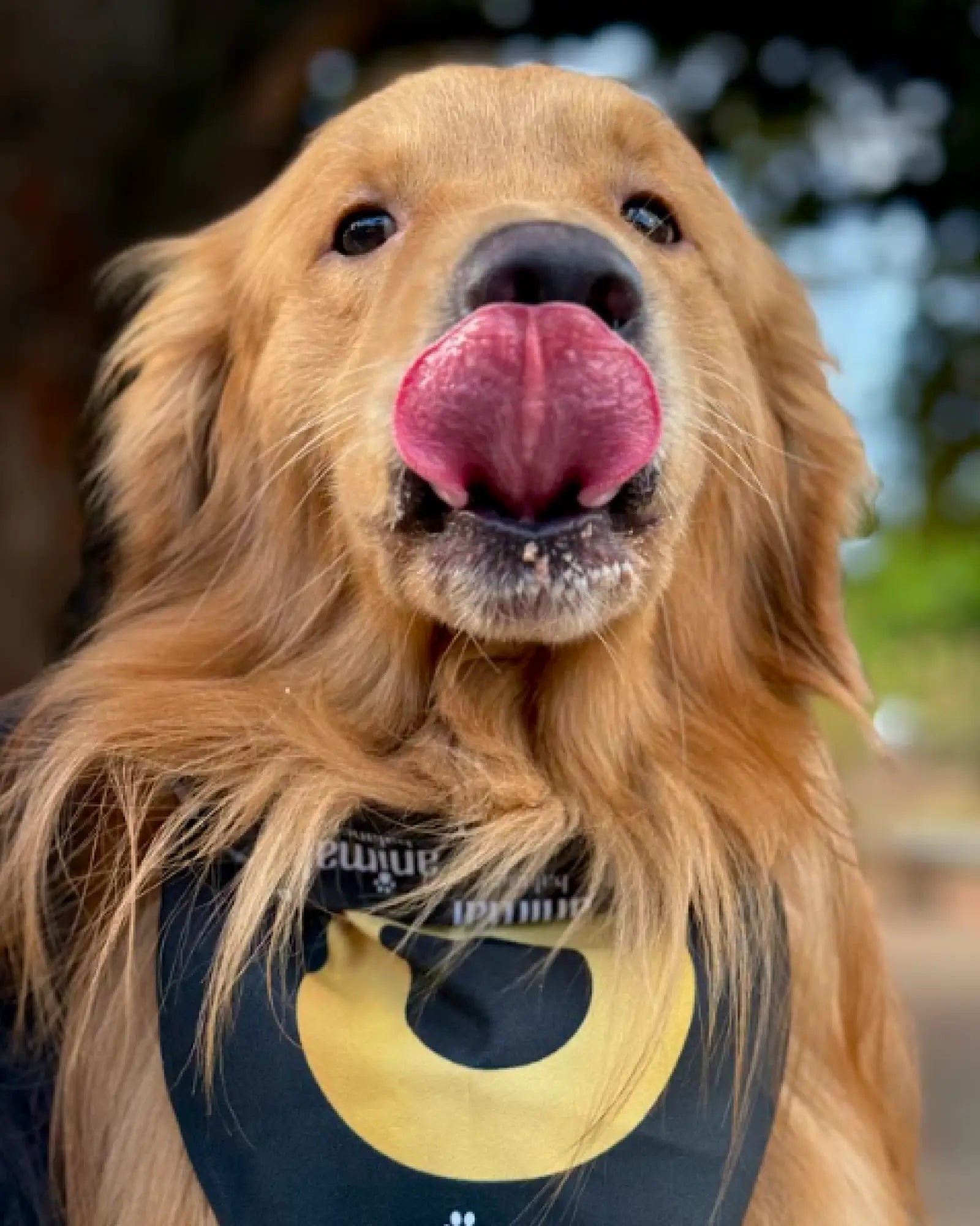 PowerOmega 3, 6 e 9 + Cúrcuma - Suplemento Vitamínico, Sabor Cordeiro 500ml - 1 und