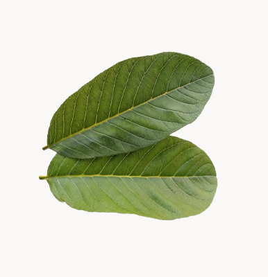 Psidium Guajava