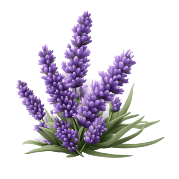 Óleo Vegetal de Lavanda