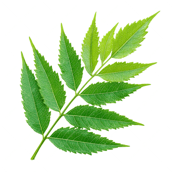 Óleo de Neem